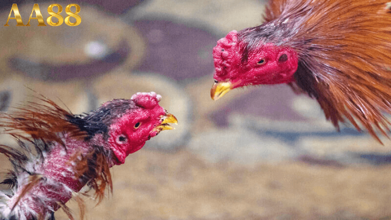 Tầm quan trọng của gà chọi trong văn hóa Việt Nam